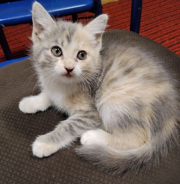 Отдам котят в хорошие руки