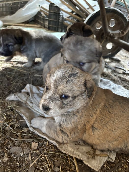 Donez catei 5-7 saptamani!