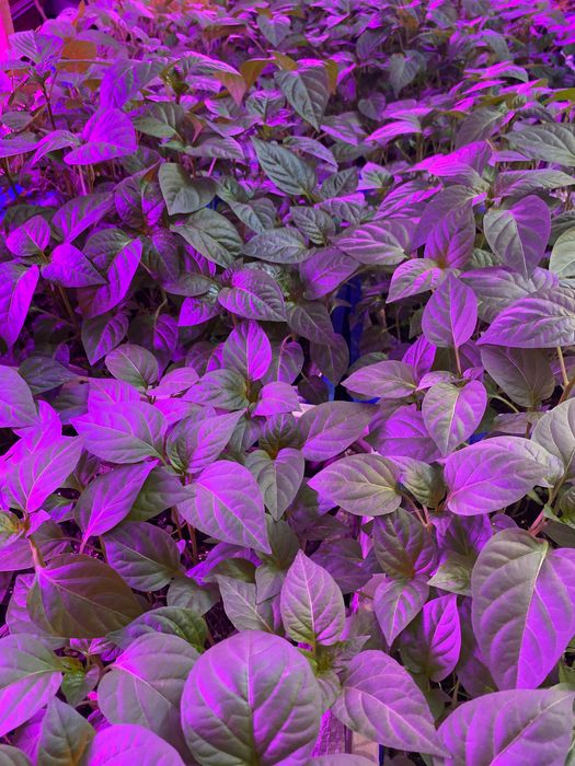 Продам рассаду помидор, перцев, баклажан!!