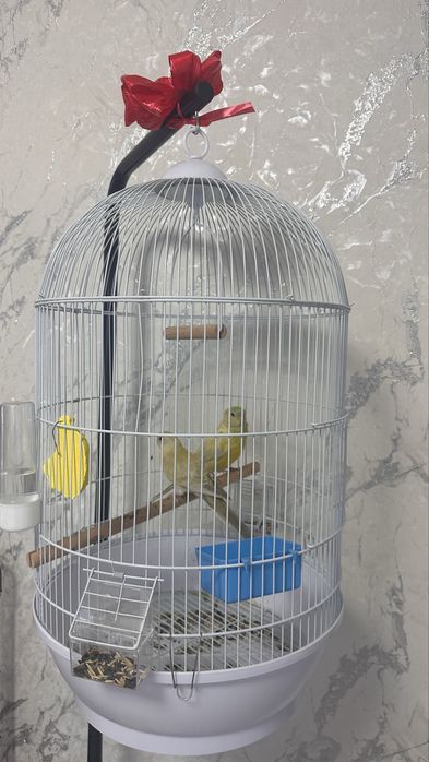 Попугай с клеткой