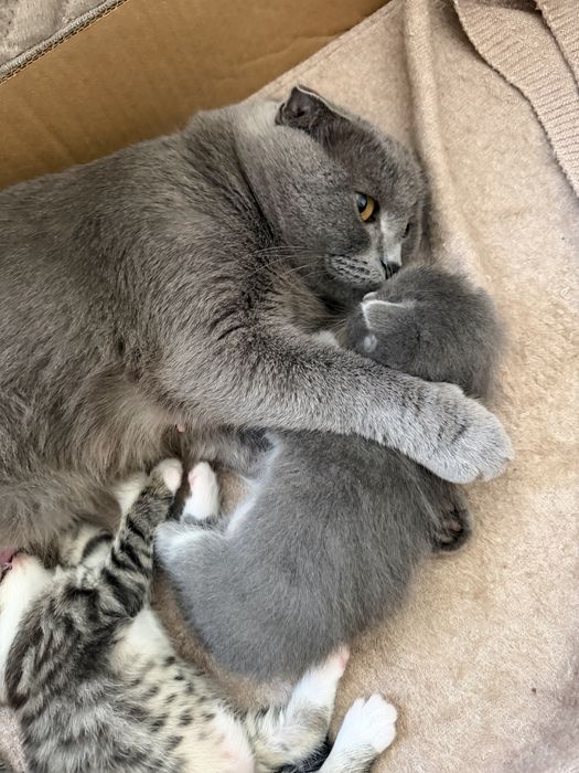 Отдам котят в добрые руки