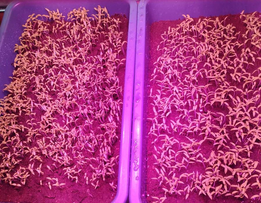 Продавам разсад домати и краставици