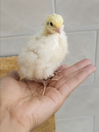 Бөдене, перепелы
