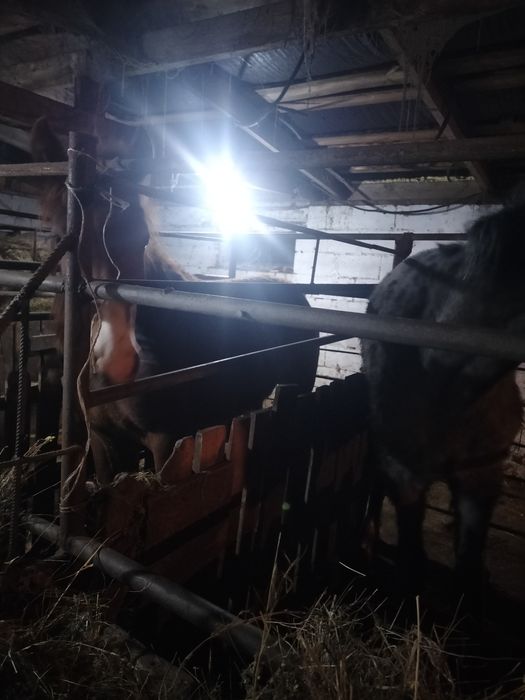 Семиз отк кунан сатылат