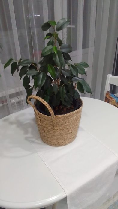 Фикус комнатный в кашпо