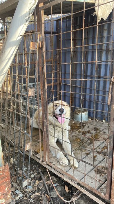 Сабака азиатская авчарку  полтора года  с варьером,