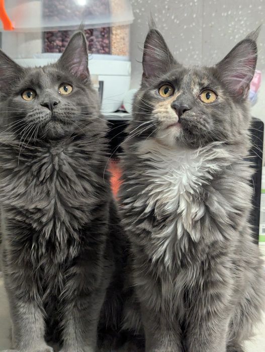 Мейн Кун Полидакт Каспи рассрочка