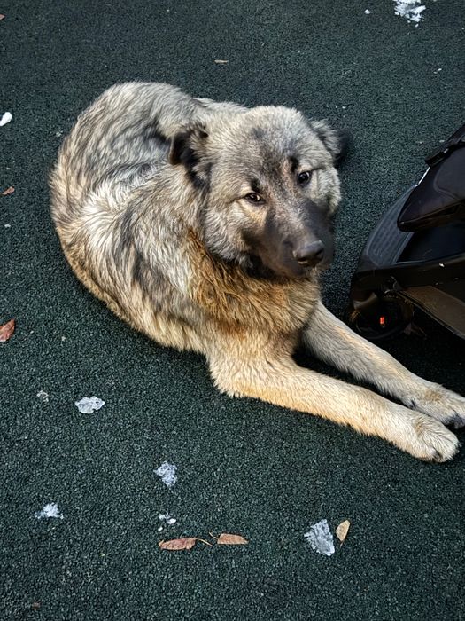 Найдена собака район Яссауи