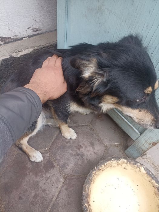 Отдам в хорошие руки . Девочка .