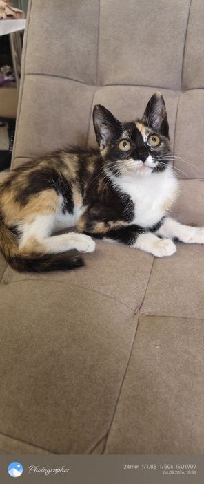 Девочка котенок Мия