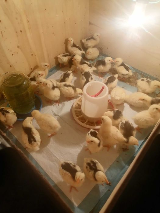 Продам цыпляток.