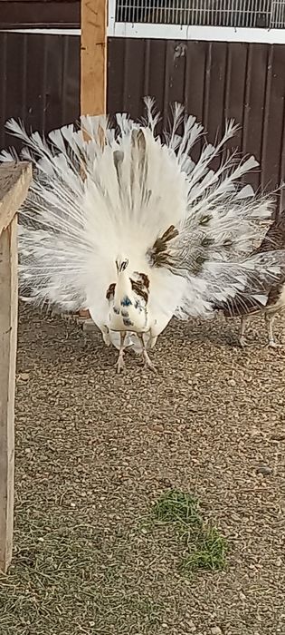 Mascul Paun Silver Dark -Ochi Alb