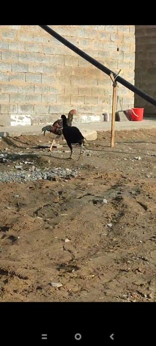 Tovuq va xoʻrozlar sotiladi