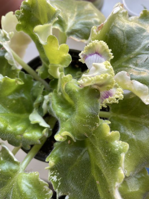 Продам цветы домашние фиалки