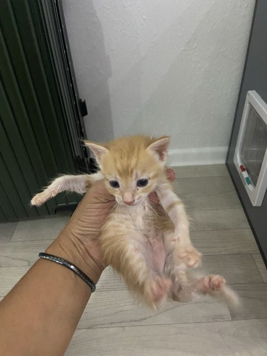 Котёнок 3 недели