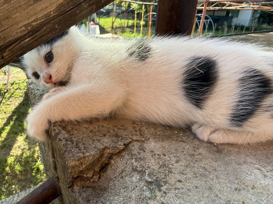 Малки пухкави котенца