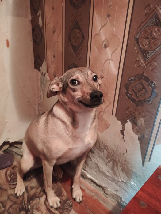 Собака желает охранять