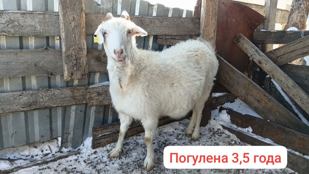 Козы козочки и козленок продажа