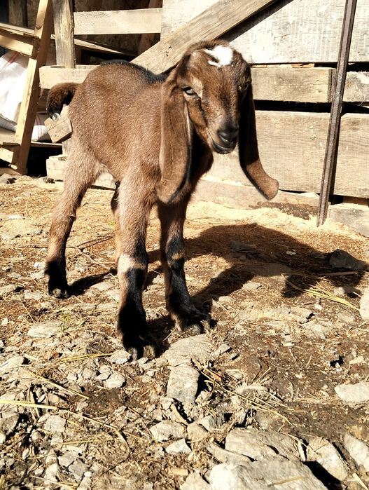 Mascul Anglo nubiana