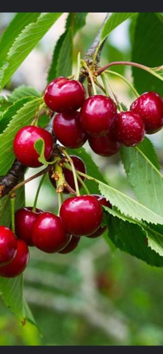 Nuci Chandler Pesceanski Visin Alun Castan Paulownia.Plantare RO.UE