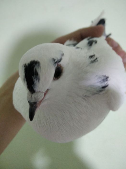 Kabutar sotiladi toza qushla