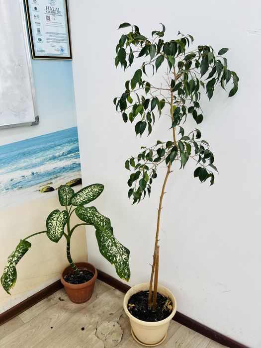 Продам цветы всокие