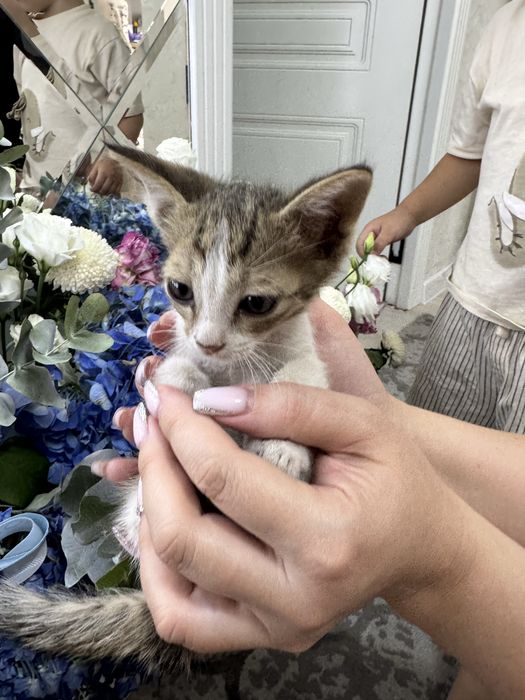 Котенок Бесплатно