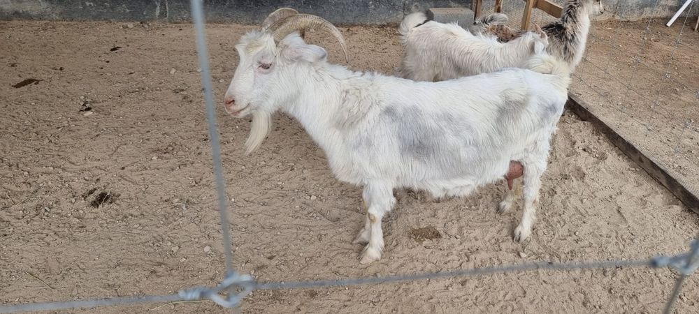 Сауынды ешкі 2 лағымен