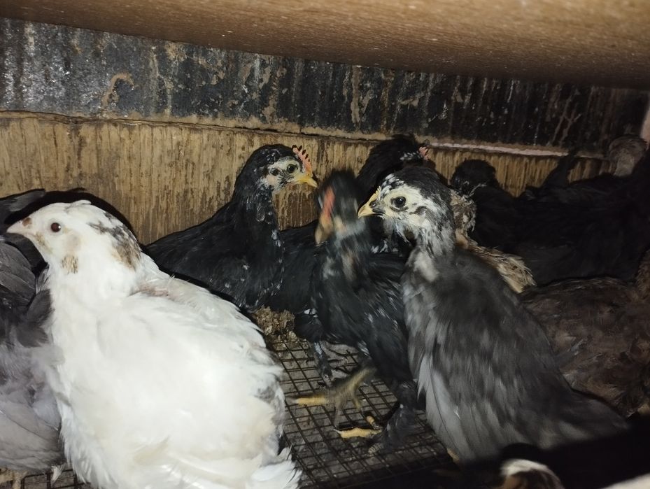 Бентамкалар балапандары.