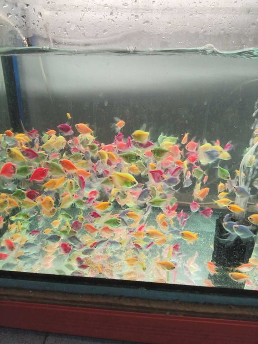 Хелери и тернеция