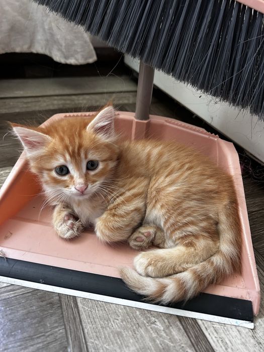 Отдам милых котят!