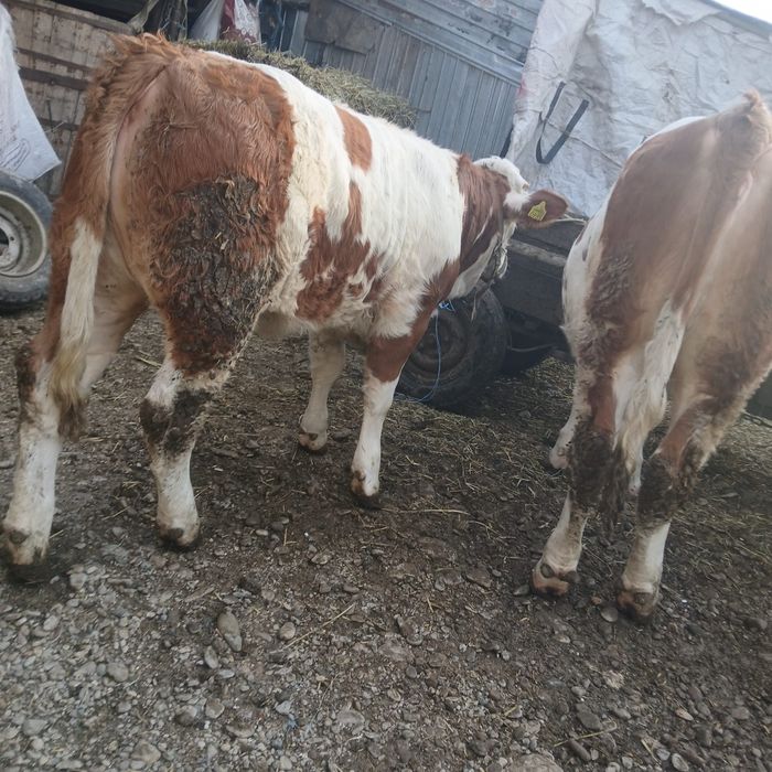 Vând 3 vitele Baltata romaneasca