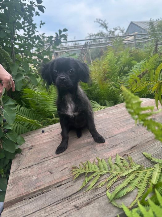 Щеночки чихухуа и папильон