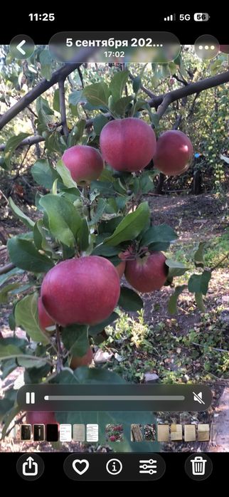 Ковры и дорожки шерстяные