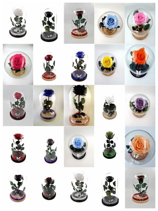 Trandafir Criogenat BiaRose mare 9cm in cupola mare de sticla 28-30cm