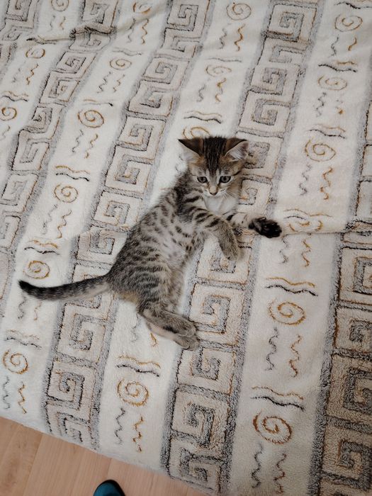 Отдам кошечку в добрые руки