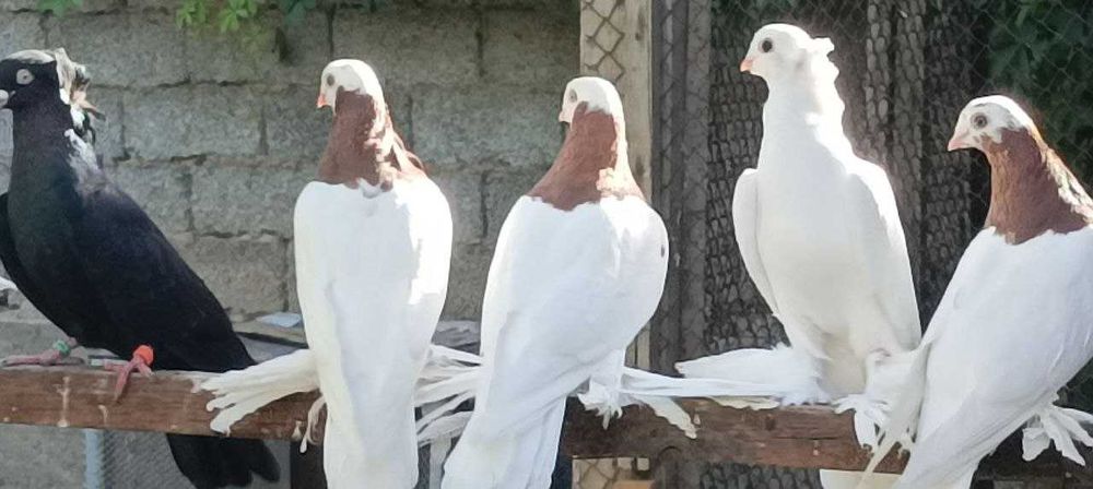 Голуби продаются