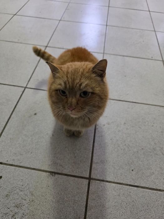 Рыжик с предприятия