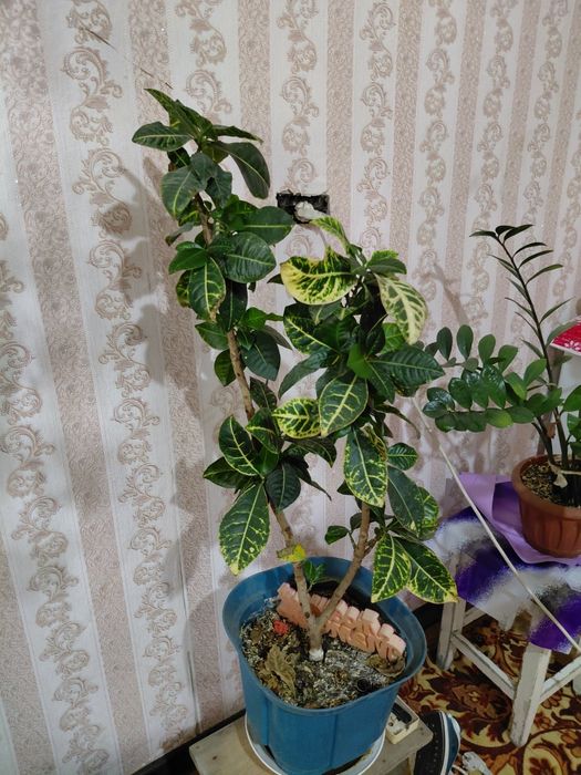 Кротон кодиеум 85 см