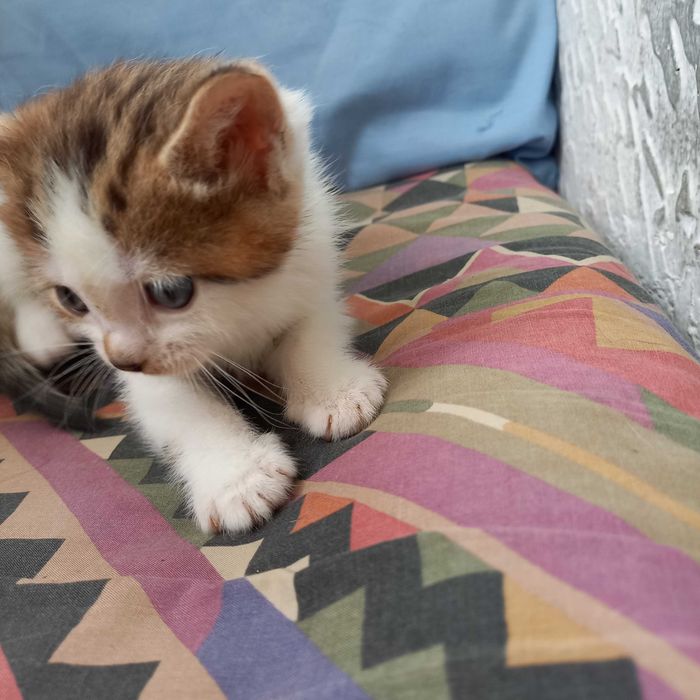 Продам котят .Вислоухих британцев