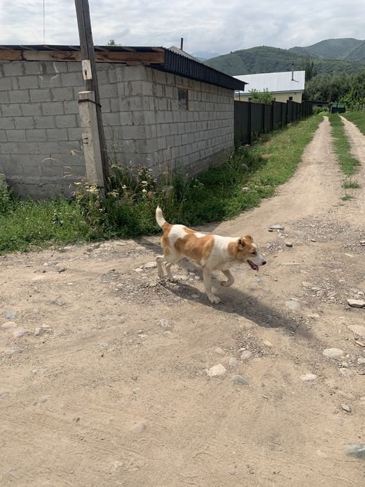 Продам шенка алабай девочка
