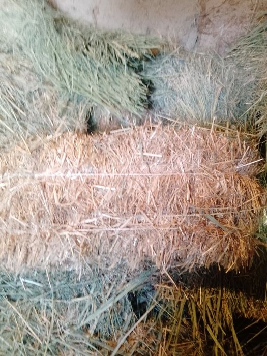 Срочно сотилади нархлари келишилади