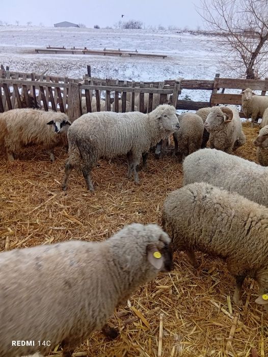 Vând 2 berbeci mari