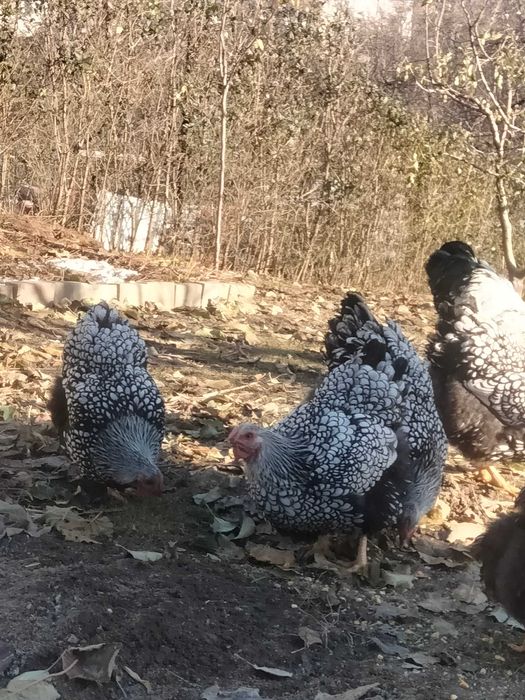 Oua pentru incubat wyandotte argintiu si portelan