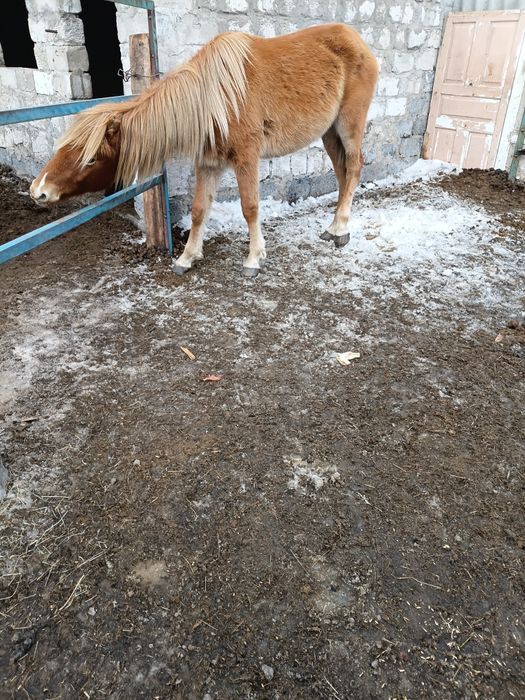 Тайчики жеребчики