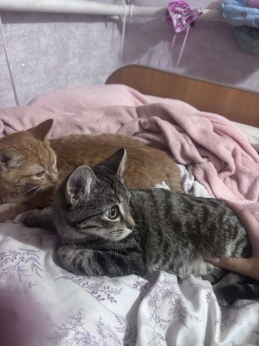 отдам котят в добрые руки
