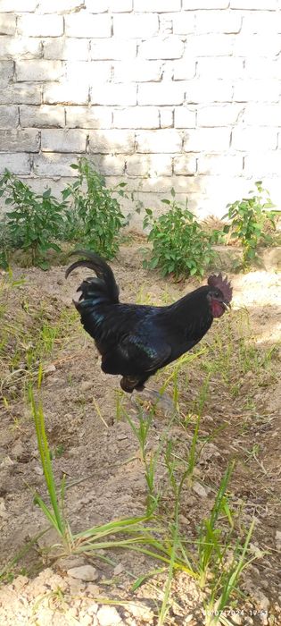 Ayamsemani Qorashaxzoda xõrozlar  Margilonda