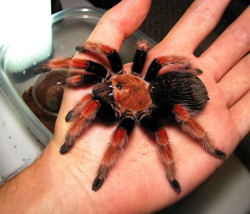 Пауки птицееды л1-л5