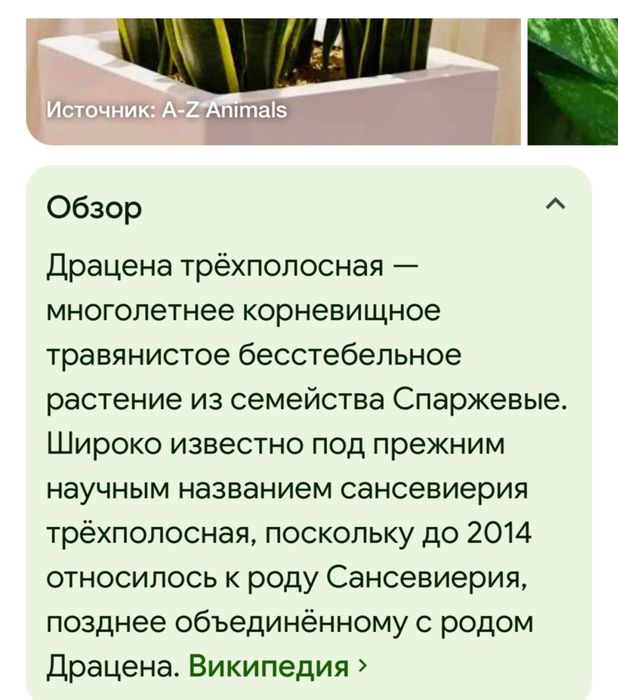 СансевьериЯ цветущая
