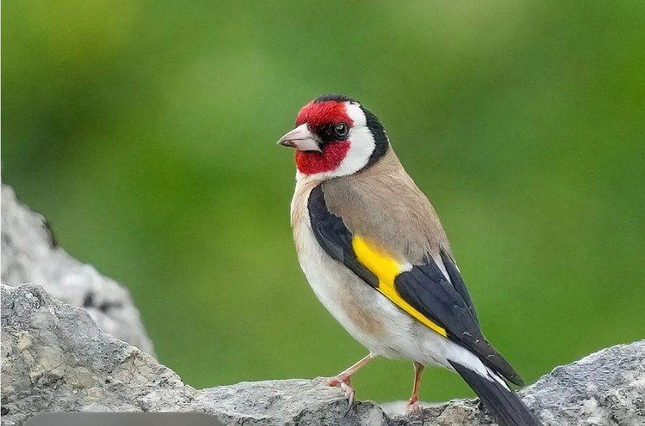 Продаюца щеглы черноголовые